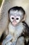 Alert baby Vervet monkey