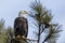 Alert bald eagle in a tree