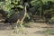 Alert Bare-throated Tiger Heron, Tigrisoma mexicanum