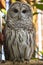 Alert barred owl sitting on a branch