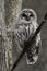 Alert Barred Owl, Strix varia, perched in a tree