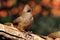 An alert bird perched on a branch