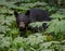 Alert Black Bear in Thick Forest Growth