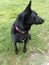 Alert black dog wearing red collar sitting on green grassy patch