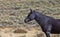 Alert Black Horse in Colorado