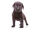 Alert black labrador retriever standing