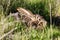 Alert Black-tailed Jackrabbit folding down ears and hiding