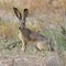 Alert Black-tailed Jackrabbit showing its long ears