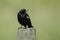 Alert blackbird on a post