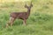 Alert Blacktail Deer Buck