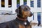 Alert blue doberman female dog sitting on a chair