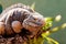 Alert Blue Iguana On Branch