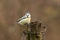 Alert Blue Tit, Cyanistes caeruleus, perched on weathered post wrapped in barbed wire