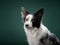 Alert Border Collie dog in studio portrait against a green backdrop