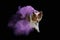 An alert Border Collie emerges from a mystical purple haze
