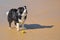 Alert border collie with her ball