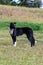 Alert border collie standing on grass lawn keeping watch