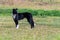 Alert border collie standing on grass lawn keeping watch