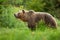 Alert brown bear sniffing with snout up in summer nature