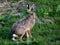 Alert Brown Hare