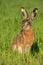 Alert brown hare feeding on green field with blade of grass in mouth.