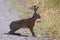 Alert brown hare (Lepus europaeus).