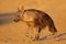 Alert brown hyena - Kalahari desert