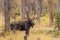 Alert Bull Moose