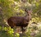 An alert Bushbuck