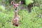 Alert Bushbuck in Mole National Park, Ghana