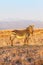 An Alert Cape Mountain Zebra