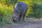 Alert and charging male bull white Rhino or Rhinoceros in a game reserve during safari in South Africa