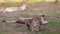 Alert cheetah with beautiful fur