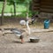 alert chinese goose, Anser cygnoides, on a farm in Germany