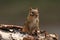 Alert Chipmunk on Birch Bark