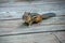 Alert chipmunk on a deck