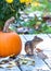 An alert chipmunk pauses by a fat round pumpkin