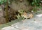 Alert chipmunk on wood deck in shadow.