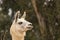 Alert close up head shot of white llama alpaca with ears up in profile view, wool production