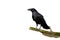 Alert common raven sitting on a bough covered in green moss isolated on white