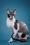 Alert Cornish Rex cat on blue studio background