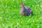 An alert cottontail rabbit.