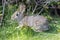 Alert Cottontail Rabbit - Sylvilagus