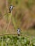 An alert couple of the Pied Kingfisher