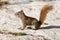 Alert cute American Red Squirrel in winter snow