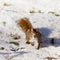 Alert cute American Red Squirrel in winter snow