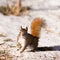 Alert cute American Red Squirrel in winter snow