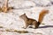 Alert cute American Red Squirrel in winter snow