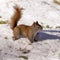 Alert cute American Red Squirrel in winter snow