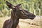 Alert deer female portrait